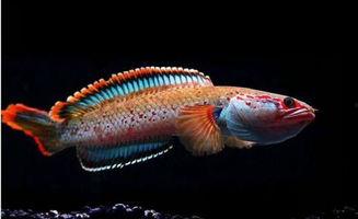 国产雷龙观赏性强吗视频,视频揭秘其独特魅力